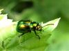 Chrysolina fastuosa